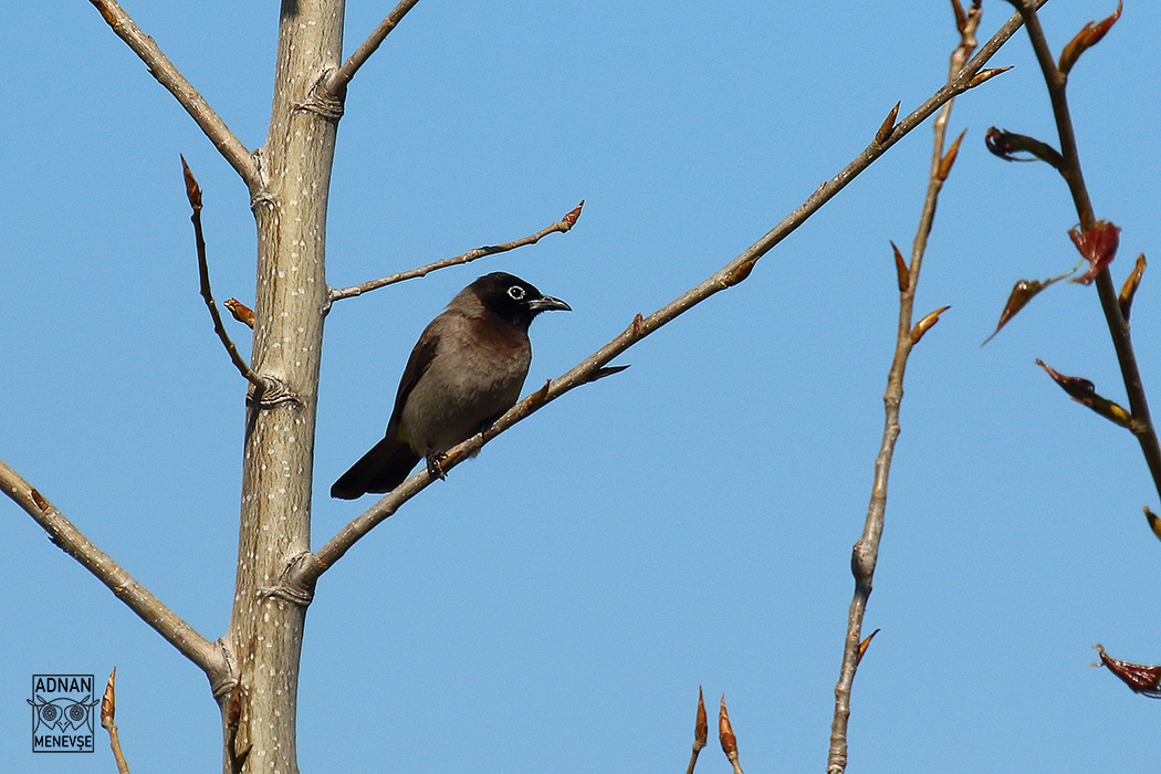 White-eared Bulbul